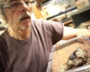 Gérard Dupré (1947–2026) – A life devoted to the study of scorpions