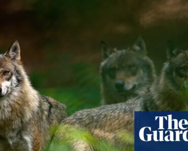 Germany takes steps to legalize wolf hunting in response to livestock’s ‘bloodlust’ | Germany