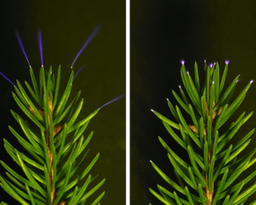 Ghostly UV sparks light up forests as thunderstorms pass overhead