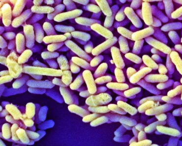 How baby microbiomes in the West differ from those everywhere else How baby microbiomes in the West differ from those everywhere else