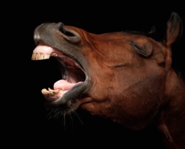 How horses whine has long been a mystery. Now scientists think they know the answer