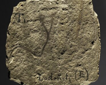 How plants moved from sea to land and changed the earth forever How plants moved from sea to land and changed the earth forever