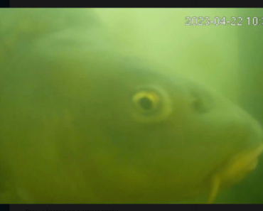 How the Dutch Fish Doorbell helps migrating fish every spring