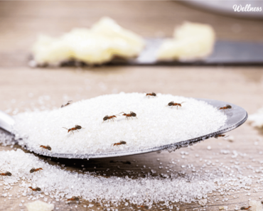 How to get rid of ants naturally