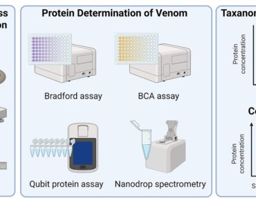 Insight into protein content, yield and associations with body size Insight into protein content, yield and associations with body size