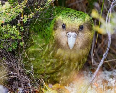 Kākāpō chicks rise after rare berry bloom
