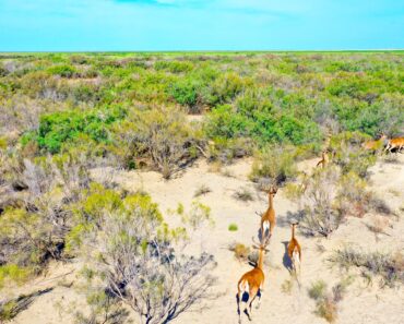 Kazakhstan is planting tens of thousands of trees in a giant effort to reintroduce tigers Kazakhstan is planting tens of thousands of trees in a giant effort to reintroduce tigers