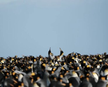 King penguins thrive in a warmer climate, but it may not last