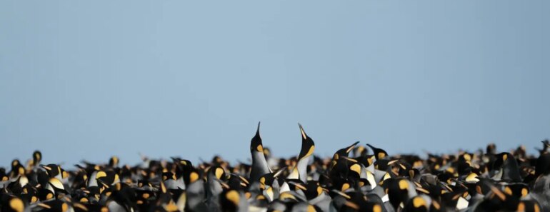King penguins thrive in a warmer climate, but it may not last