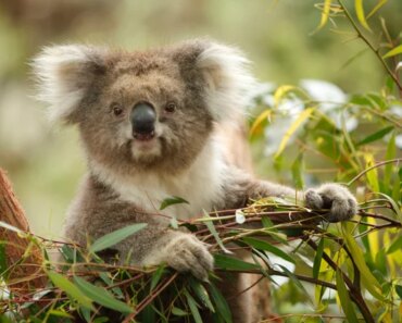 Koala genetics shows how species can bounce back from bottlenecks