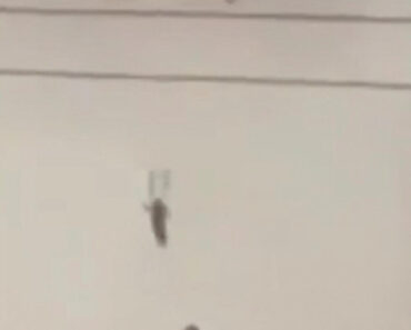 Kuwait shoots down three US planes in ‘friendly fire’ incident, crews survived, CENTCOM says Kuwait shoots down three US planes in ‘friendly fire’ incident, crews survived, CENTCOM says