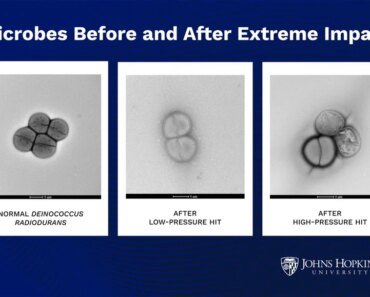 Life on Mars could reach Earth by riding on debris from asteroids, new study suggests