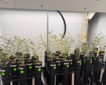 Making hummus on the moon? Scientists just grew chickpeas in simulated moon dirt