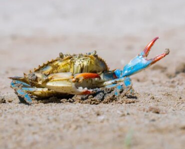 Maryland’s crabs are voracious cannibals, decades of studies show
