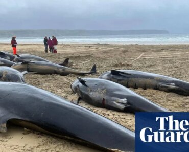 Mass stranding of whales on Scottish beach caused by loyalty to their pod, report says | whales