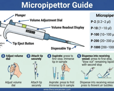 Micropipettes: Essential tools for accurate microvolume fluid transfers in the laboratory