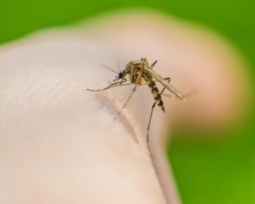 Mosquitoes may have developed a taste for human blood thanks to Homo erectus Mosquitoes may have developed a taste for human blood thanks to Homo erectus
