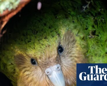 ‘My lovely distraction’: Live stream of kākāpō – the world’s fattest parrot – and its chicks captivates New Zealand | New Zealand