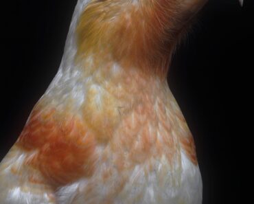 New Zealand’s endemic spectral bird finds new life in Fiona Partington’s portrait – Colossal