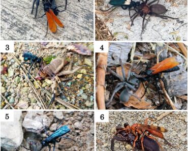 New and notable host records for some North American and Colombian spider wasps (Hymenoptera: Pompilidae)