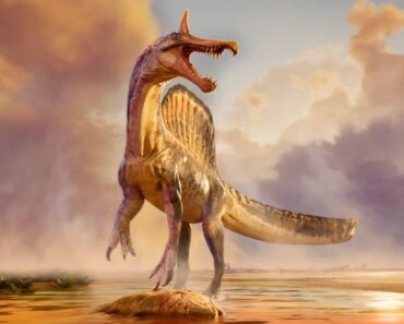 New fossils could settle debate about mysterious sail-backed spinosaurs