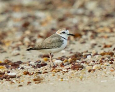 New poly plover father still struggles with time management