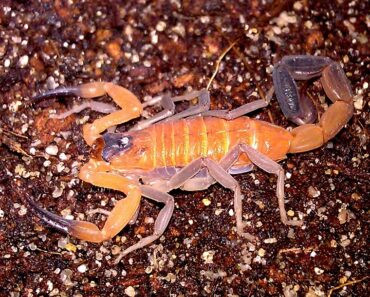 Oral acute toxicity and genotoxicity of Heteroctenus junceus scorpion venom