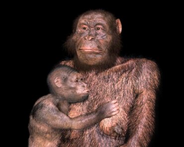 Our extinct Australopithecus relatives may have had difficult births