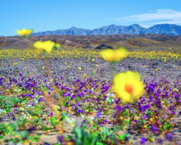 Photographer Dr. Elliot McGucken captures rare super bloom – huge – in Death Valley