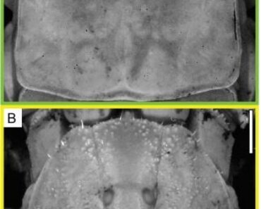 Phylogeny and divergence time estimation of relict Asian scorpion family suggests Early Cretaceous connections between Burma Terrane and Eurasia, and corrects placement of Chinese taxon (American Museum novitates no. 4051) Phylogeny and divergence time estimation of relict Asian scorpion family suggests Early Cretaceous connections between Burma Terrane and Eurasia, and corrects placement of Chinese taxon (American Museum novitates no. 4051)