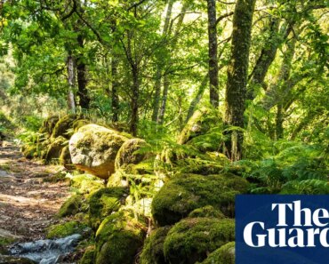 Portugal fined £8.7m by EU court for failing to protect biodiversity | Portugal