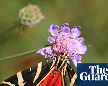 Protect caterpillars as UK moth population plummets, charities urge | insects