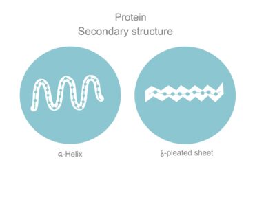 Protein structure: The 4 levels of protein organization explained