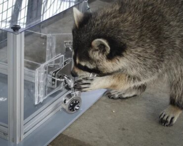 Raccoons want to solve puzzles just for fun