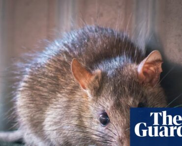 Rat poison sales could be restricted to protect Australian wildlife | australian news