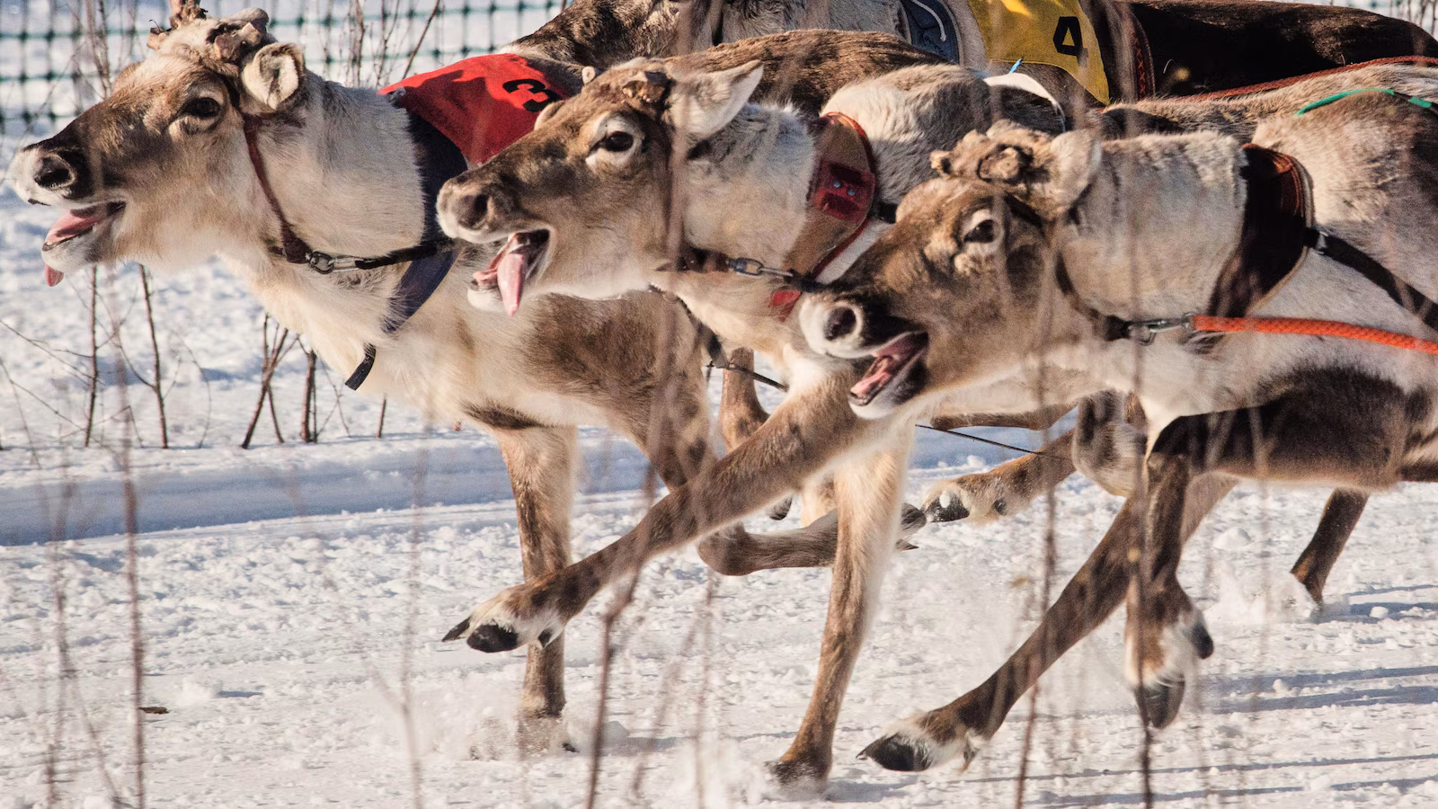 Reindeer racing thrills spectators in Finland’s cold north near the Russian border