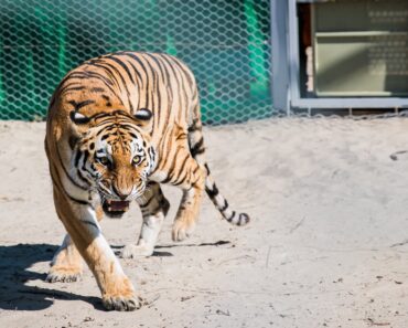 Science news this week: ‘Spiderwebs’ on Mars, return of tigers to Kazakhstan, and 2,000-year-old skull with permanently blackened teeth