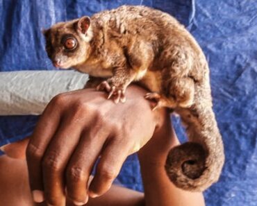Scientists find 2 marsupial species, thought to have gone extinct 6,000 years ago, living in the forests of New Guinea