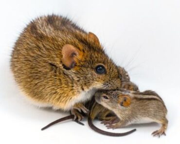 Scientists find genetic “switch” in mice that turns caring fathers into violent animals Scientists find genetic “switch” in mice that turns caring fathers into violent animals
