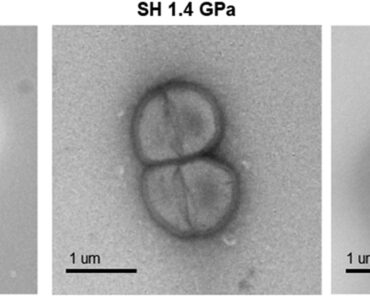Scientists squeezed microbes into a steel ‘sandwich’ – and made a profound discovery about life in space