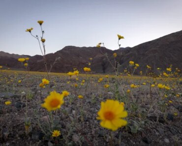 See Death Valley covered in an ethereal blanket of wildflowers