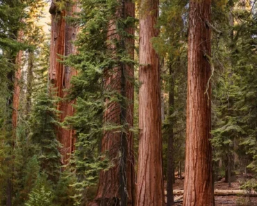 Sequoia Funds must be traded in ETFs