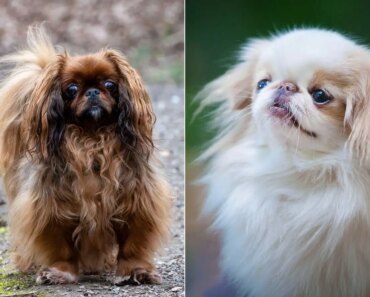 Several dog breeds are at high risk for respiratory conditions