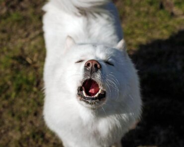 “Singing” dogs may show the evolutionary roots of musicality