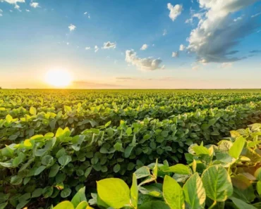 Soybeans feel pressured on Monday Soybeans feel pressured on Monday