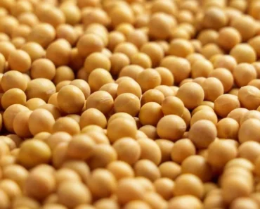 Soybeans taper over the weekend Soybeans taper over the weekend