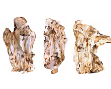 Star Smart: Survival becomes form