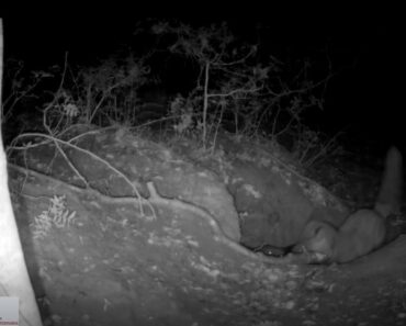 Striking footage captures the moment a red fox preys on a wolf pup – a behavior never seen on film before