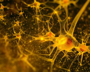 ‘Super old’ with good memory have more young brain cells