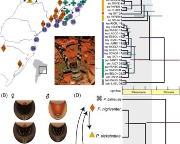 Testing coherent selective pathways and evaluating the loss of evolutionary information while delimiting species of Brazilian wandering spiders